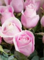 25-pink-roses-bouquet-flowers-in-belek-2.webp